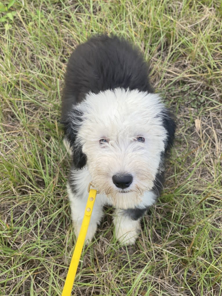 Lemon, an Old English Sheepdog tested with EmbarkVet.com