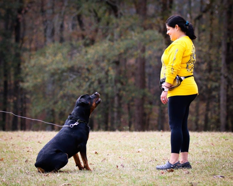 Sirius, a Rottweiler tested with EmbarkVet.com