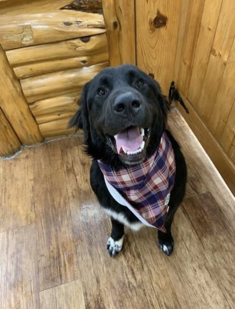 Oliver, a Great Pyrenees and Golden Retriever mix tested with EmbarkVet.com