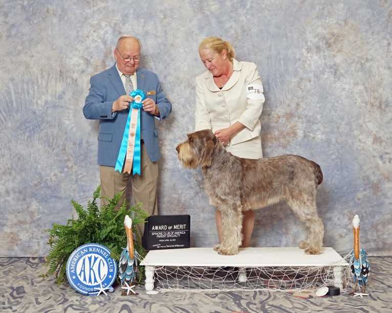 Gia, a Spinone Italiano tested with EmbarkVet.com