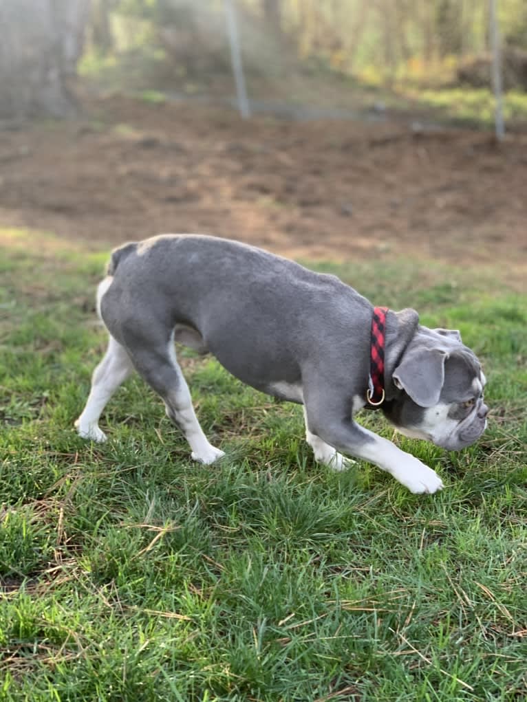 Hank, a French Bulldog tested with EmbarkVet.com