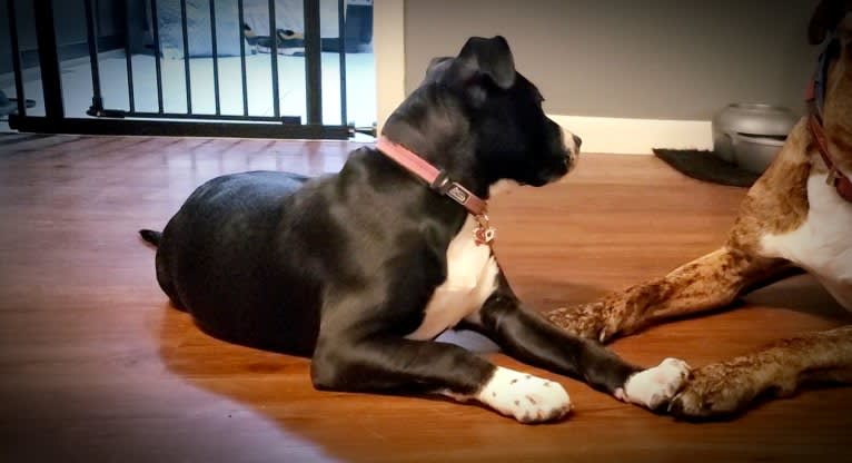 Luna, an American Pit Bull Terrier tested with EmbarkVet.com