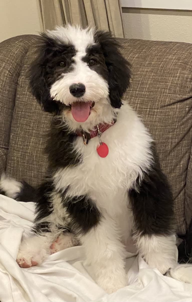 Hattie, a Sheepadoodle tested with EmbarkVet.com