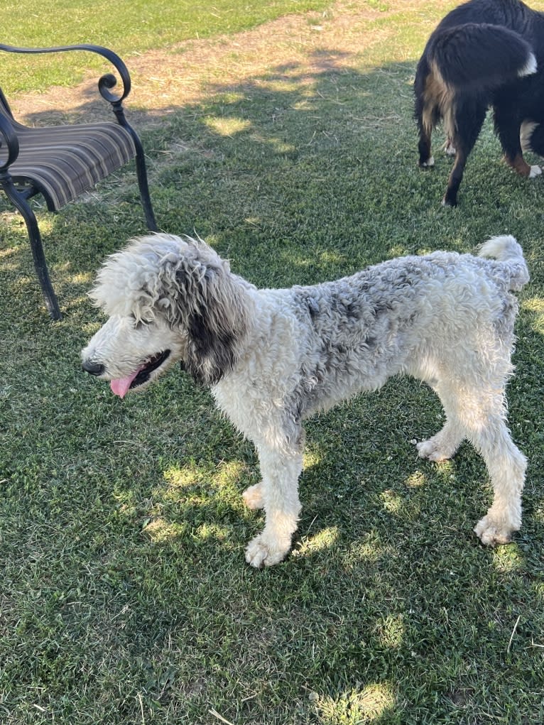 Lexie, a Poodle (Standard) tested with EmbarkVet.com