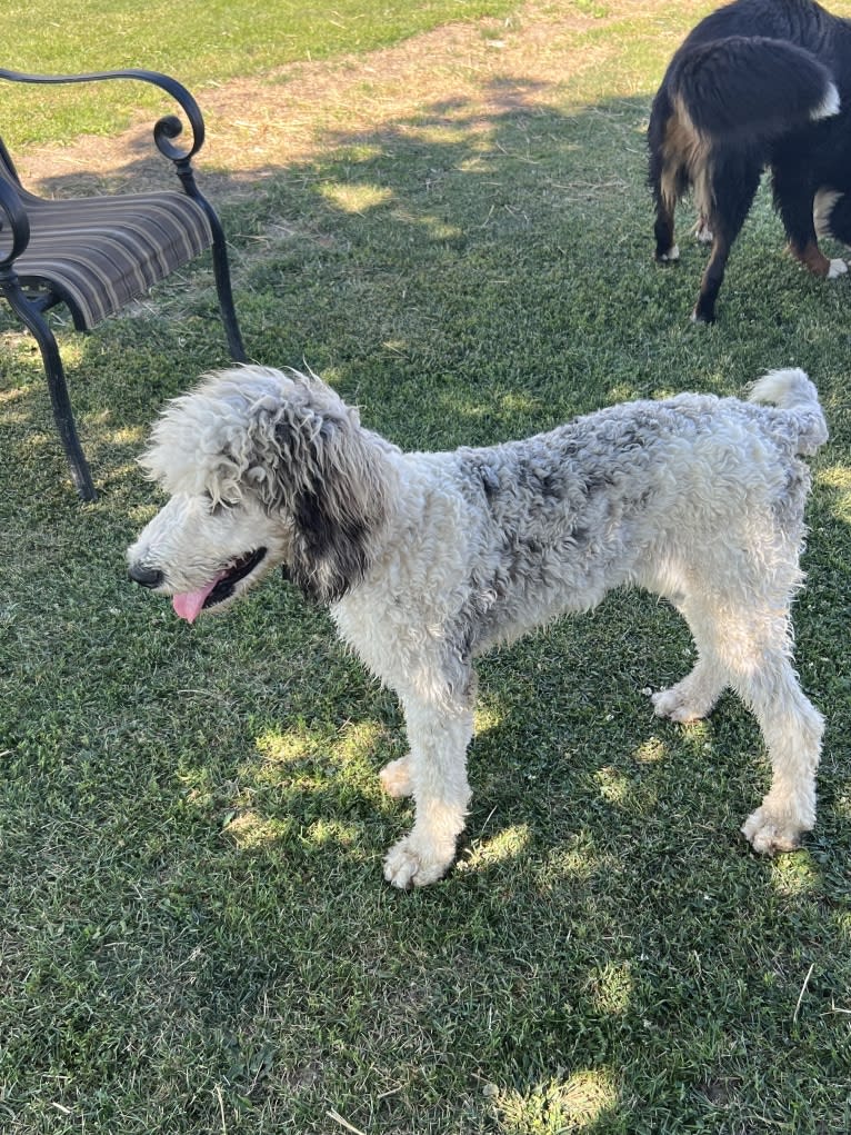 Lexie, a Poodle (Standard) tested with EmbarkVet.com