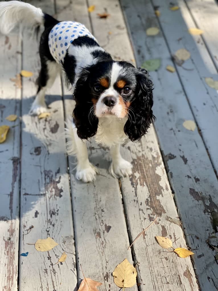 Iver McDerMutt, a Cavalier King Charles Spaniel tested with EmbarkVet.com