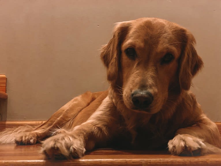 Marley, a Golden Retriever tested with EmbarkVet.com