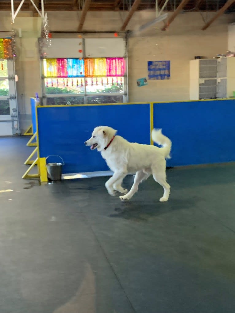 Tundra, a Great Pyrenees tested with EmbarkVet.com