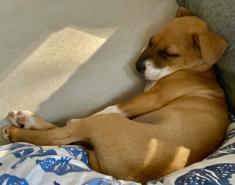 Chubs, an American Pit Bull Terrier and Boxer mix tested with EmbarkVet.com