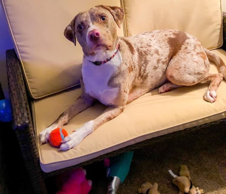 Opie Cunningham, a Catahoula Leopard Dog and American Bully mix tested with EmbarkVet.com