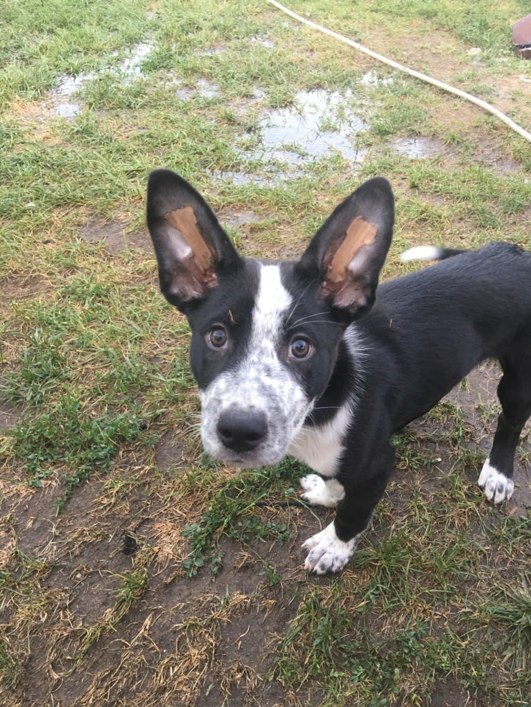 Jason, a Koolie tested with EmbarkVet.com