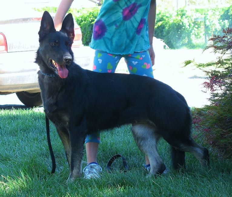 Kate, a German Shepherd Dog tested with EmbarkVet.com