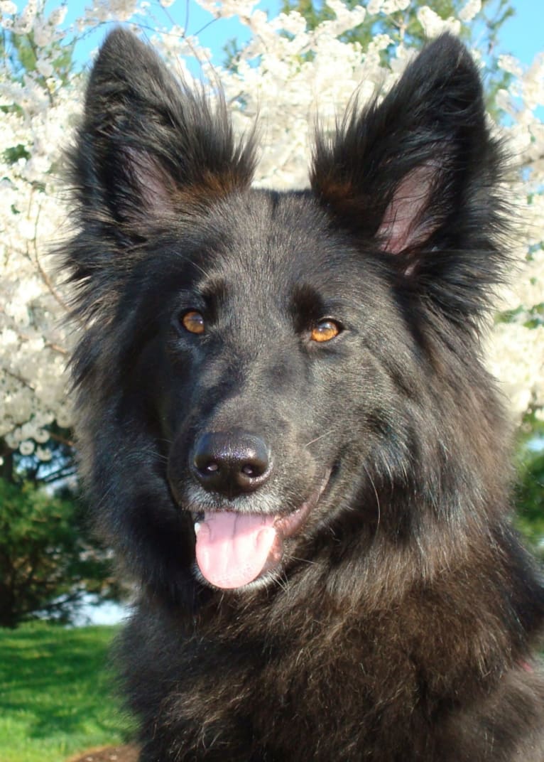 Lacy, a German Shepherd Dog and Chow Chow mix tested with EmbarkVet.com