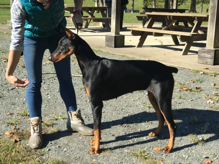 Piper 12-18-20 Ms Rainbow, a Doberman Pinscher tested with EmbarkVet.com