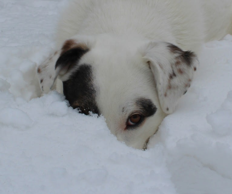 Roma, an European Village Dog tested with EmbarkVet.com