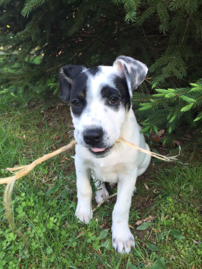 Max, an American Pit Bull Terrier and German Shepherd Dog mix tested with EmbarkVet.com