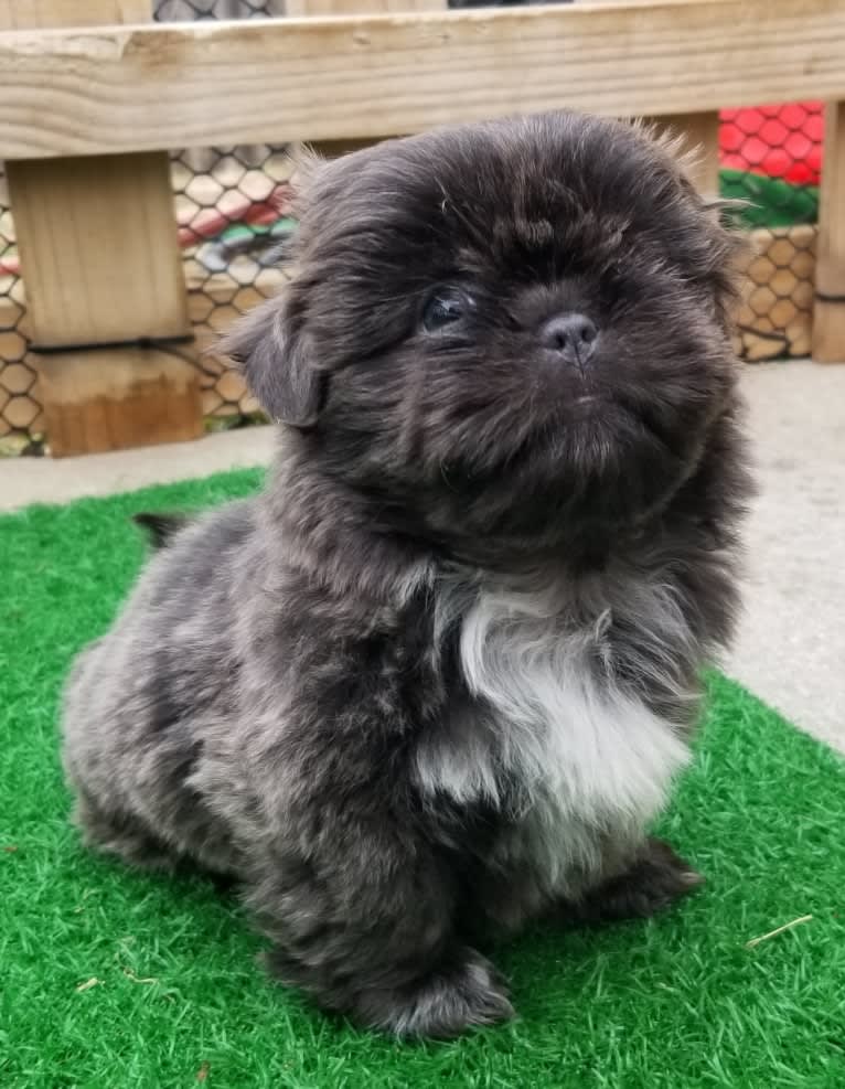 Morpheus, a Shih Tzu tested with EmbarkVet.com