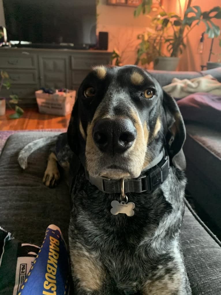 Wrigley, a Bluetick Coonhound tested with EmbarkVet.com