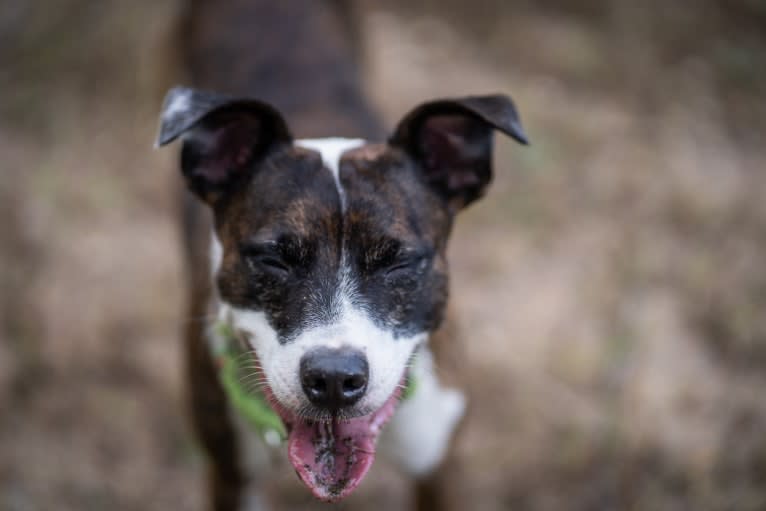 Pan, a Russell-type Terrier and Border Collie mix tested with EmbarkVet.com