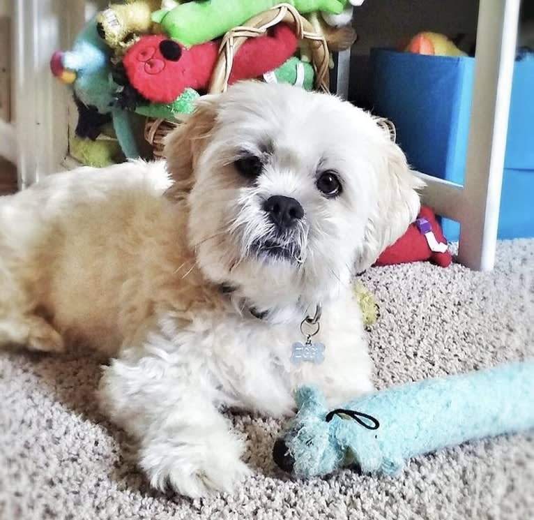 Ziggy Stardust, a Lhasa Apso and Shih Tzu mix tested with EmbarkVet.com