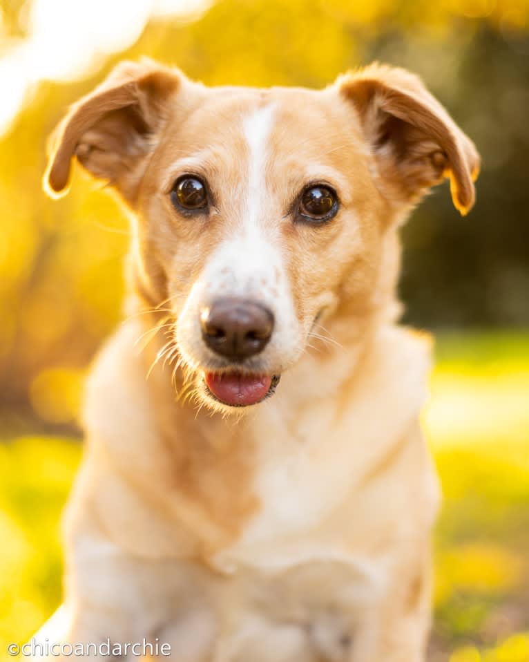 Archie, a Labrador Retriever and Golden Retriever mix tested with EmbarkVet.com