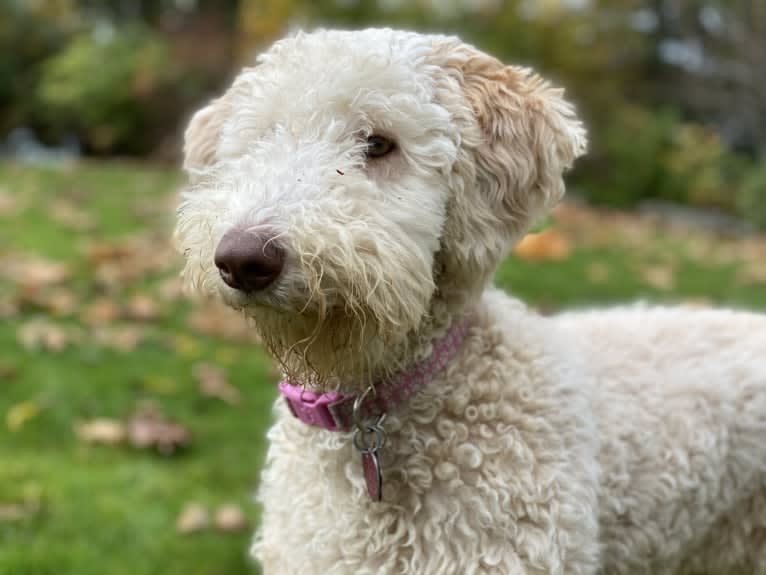 Sunny, an Aussiedoodle tested with EmbarkVet.com