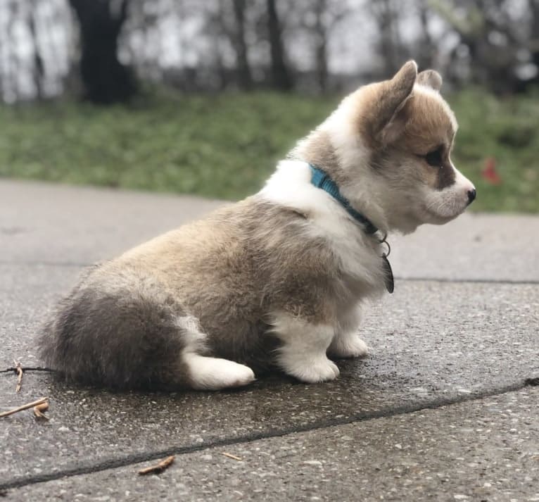 Kudzu (Zuzu), a Pembroke Welsh Corgi tested with EmbarkVet.com