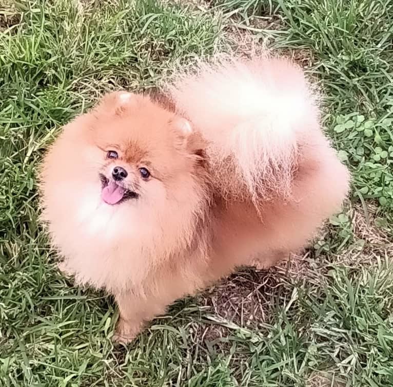 Hope, a Pomeranian tested with EmbarkVet.com