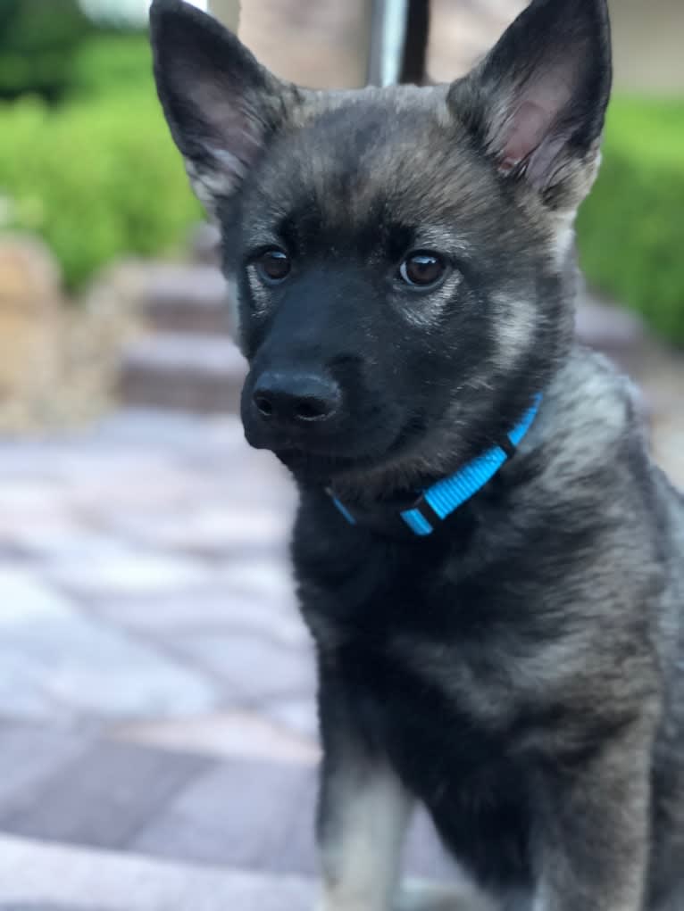 Tucker, a Norwegian Elkhound tested with EmbarkVet.com