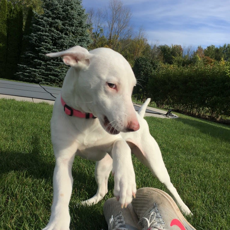 Shakira, an American Village Dog tested with EmbarkVet.com