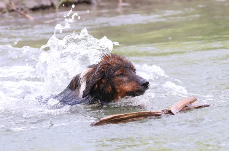 Burley, an English Shepherd tested with EmbarkVet.com