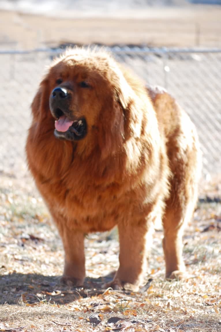 Ankeney’s Whiskey Lullaby of BB, a Tibetan Mastiff tested with EmbarkVet.com