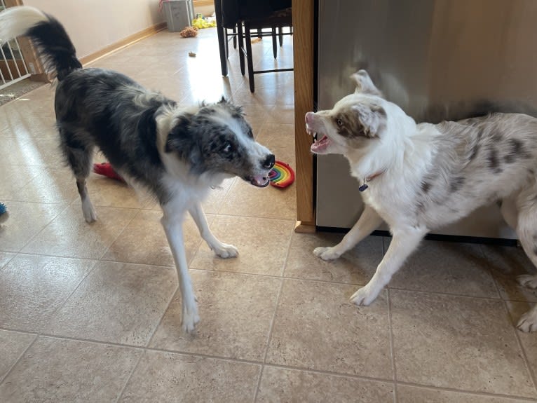 Viva, a Border Collie tested with EmbarkVet.com