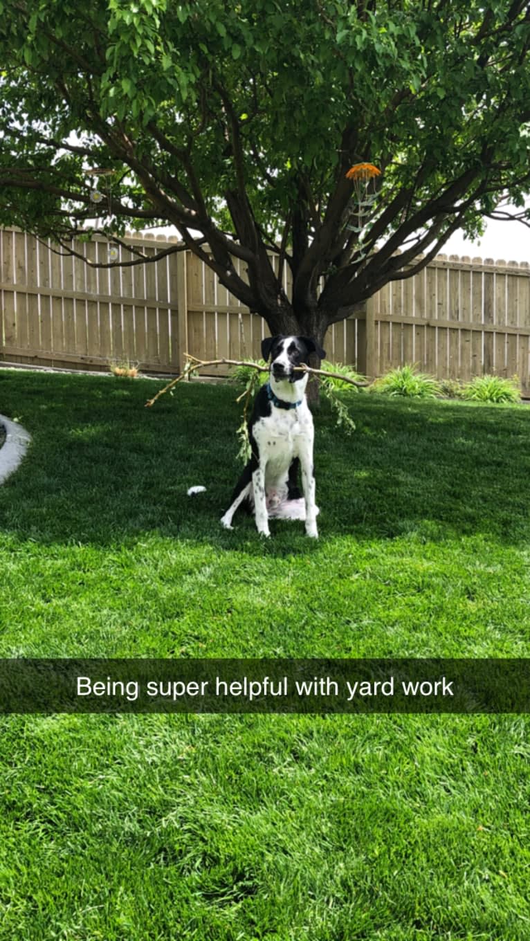 Dexter, a Great Pyrenees and American Pit Bull Terrier mix tested with EmbarkVet.com