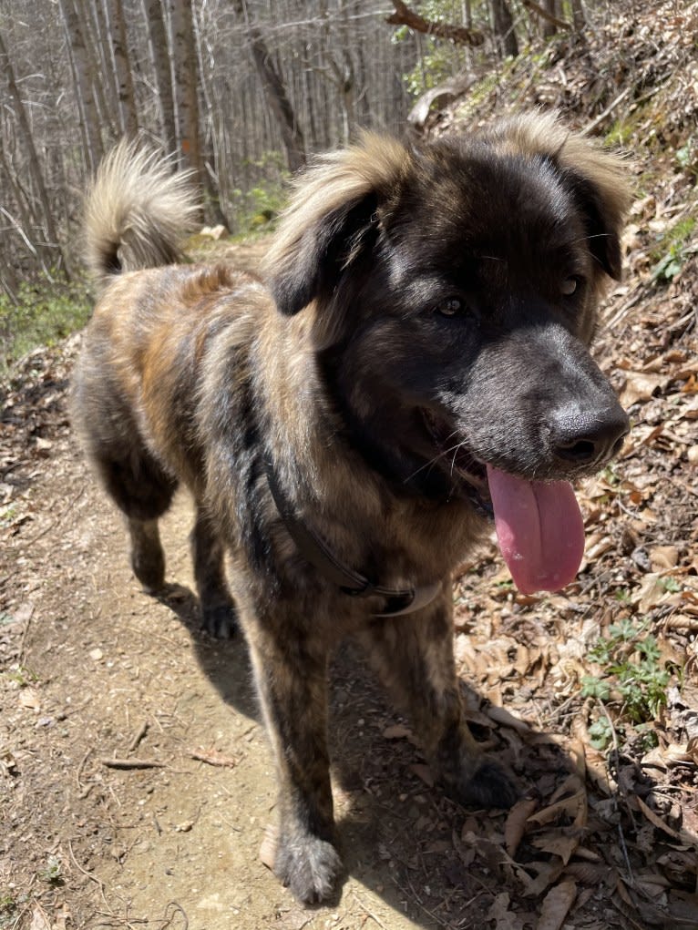 Photo of Juno, a Norwegian Elkhound, American Pit Bull Terrier, Boxer, and Golden Retriever mix in Cullowhee, North Carolina, USA