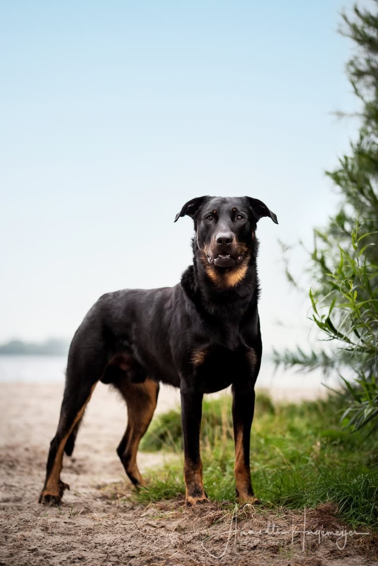 Youp, a Beauceron tested with EmbarkVet.com