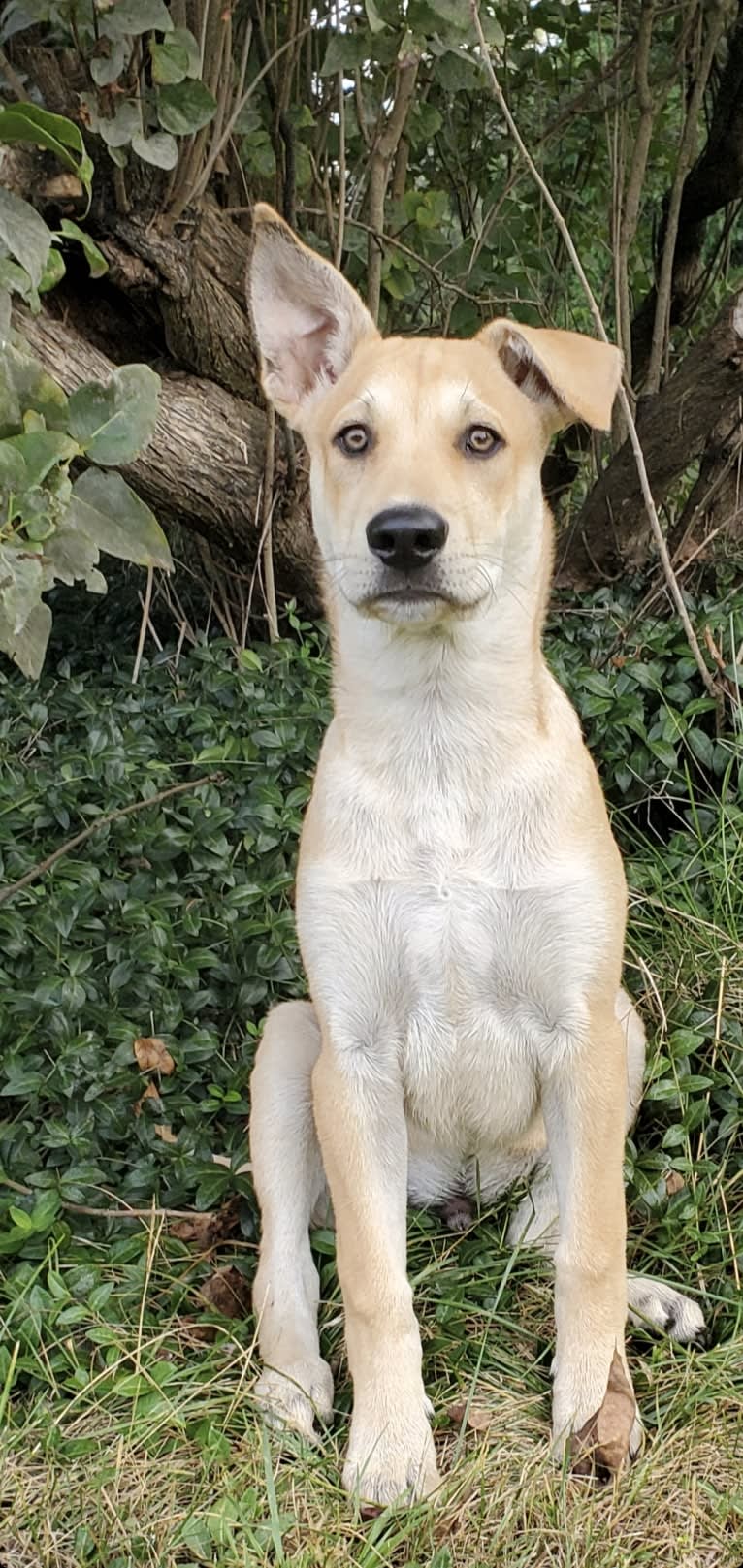 Bones, a Carolina Dog tested with EmbarkVet.com