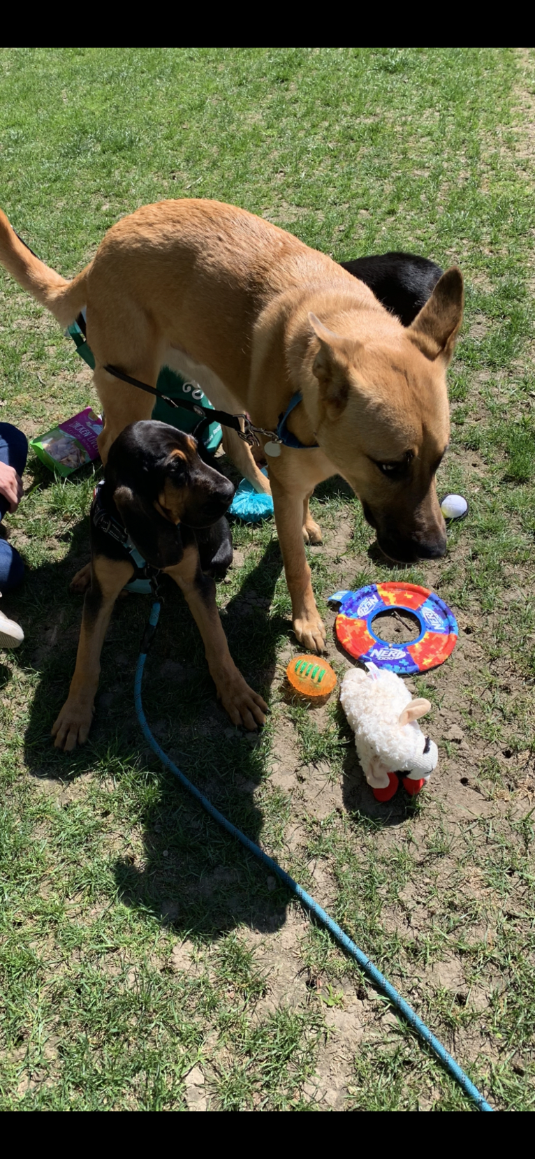 Scooby, a German Shepherd Dog and American Pit Bull Terrier mix tested with EmbarkVet.com