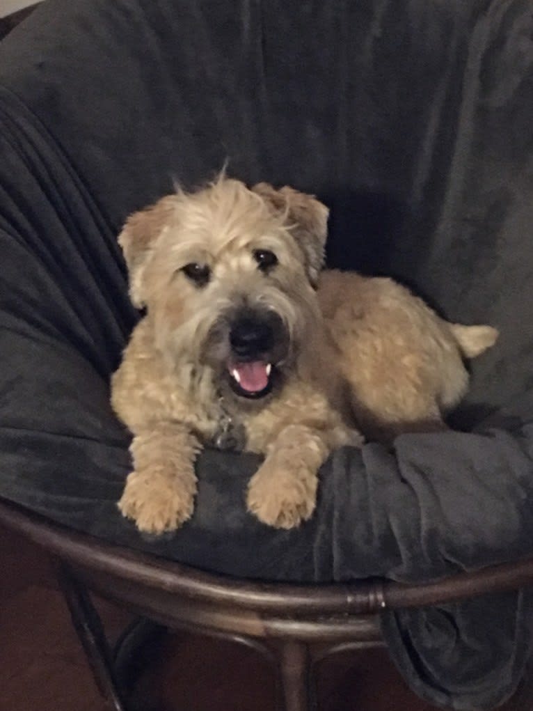 Desmond, a Soft Coated Wheaten Terrier tested with EmbarkVet.com