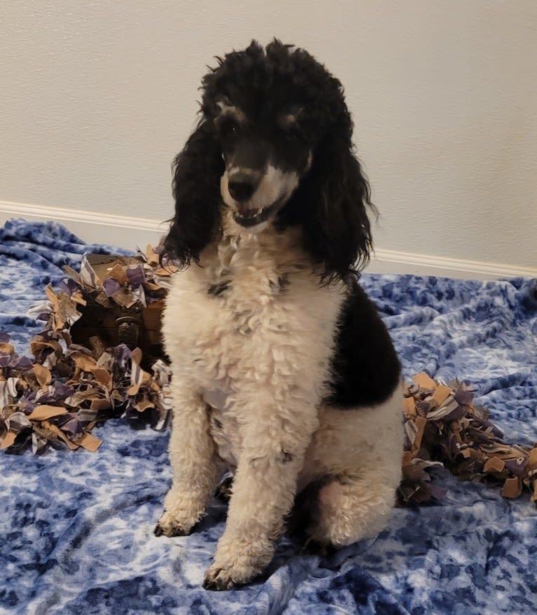 Trinity, a Poodle tested with EmbarkVet.com