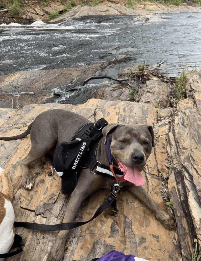 Smokey, an American Bully tested with EmbarkVet.com