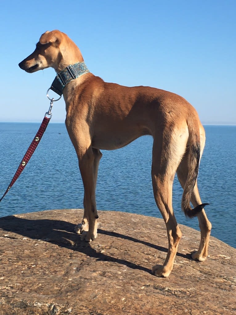 Helmut, an Arabian Village Dog tested with EmbarkVet.com