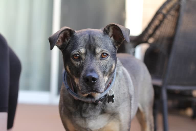 Adi, a Miniature Schnauzer and Boxer mix tested with EmbarkVet.com