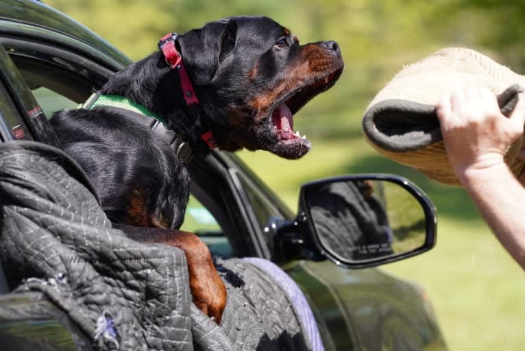Kratos Raiju, a Rottweiler tested with EmbarkVet.com