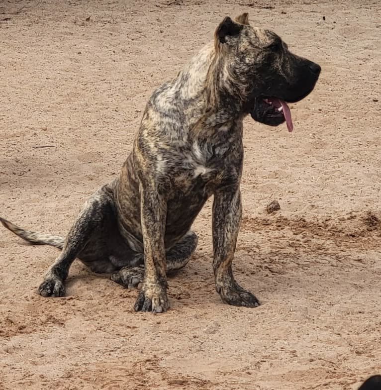 Ashrik, a Perro de Presa Canario tested with EmbarkVet.com