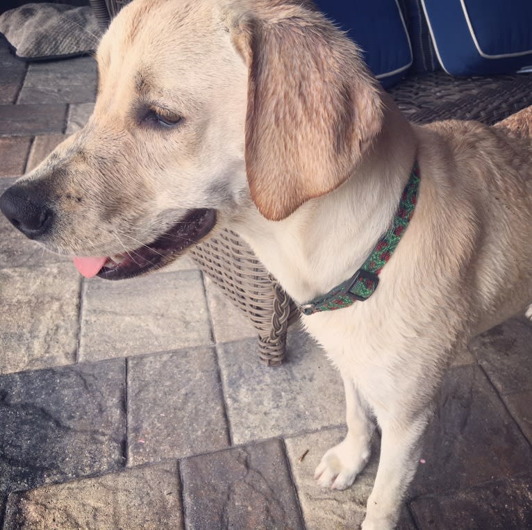 Junebug, a Golden Retriever and German Shorthaired Pointer mix tested with EmbarkVet.com