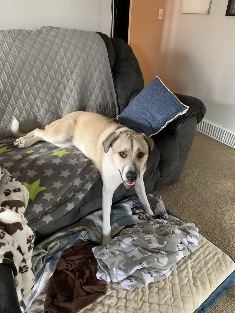 Riggs, a Great Pyrenees and American Pit Bull Terrier mix tested with EmbarkVet.com