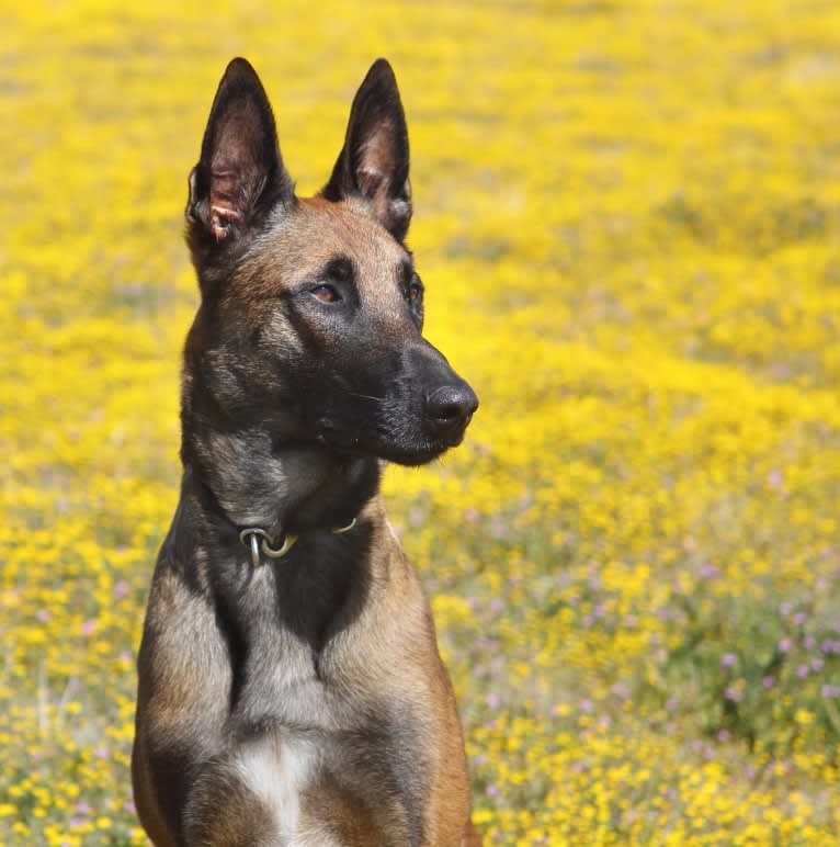 Loki, a Belgian Shepherd tested with EmbarkVet.com