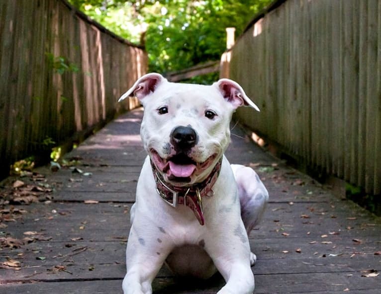 Liliana, an American Pit Bull Terrier tested with EmbarkVet.com