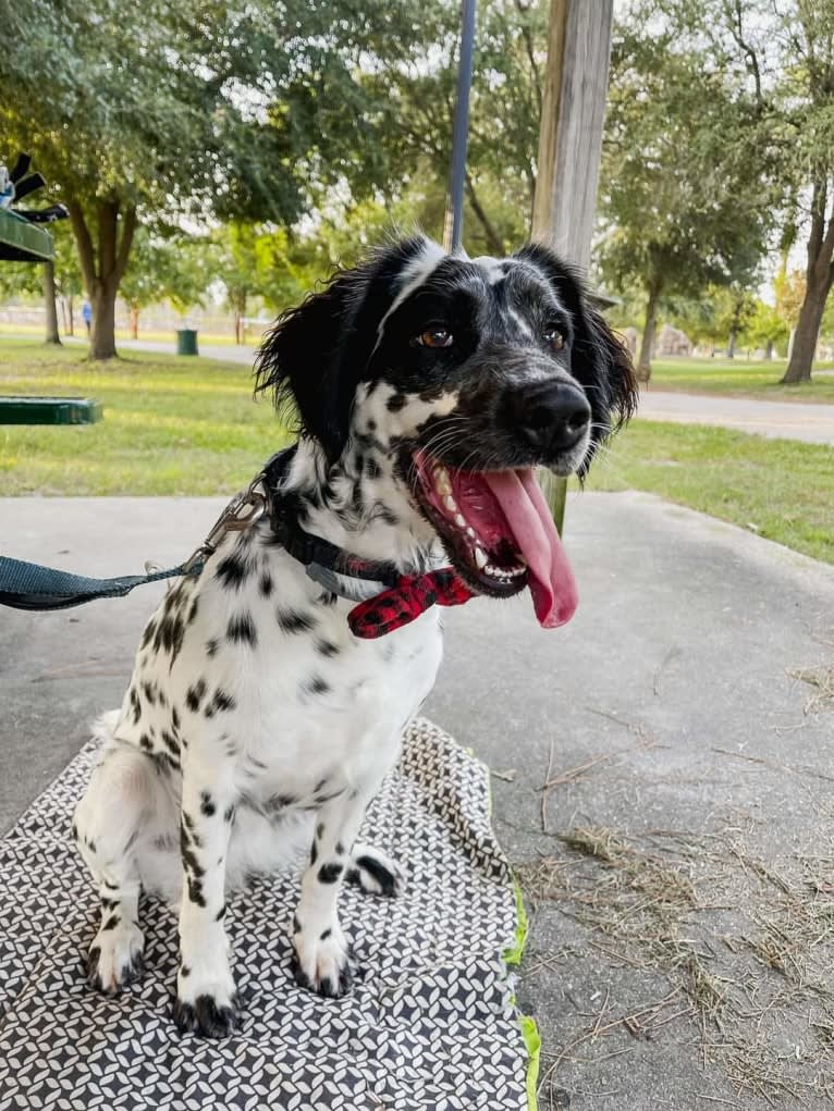 Freyja a.k.a. "Not Your Usual Suspect", a Dalmatian tested with EmbarkVet.com